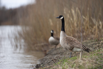 Canadian goose