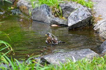 Small bird bathing in running water Orebro city park