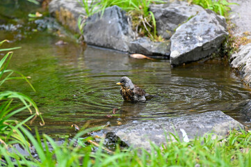 Small bird bathing in running water Orebro city park