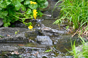 Small bird bathing in running water Orebro city park