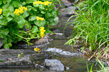 Small bird bathing in running water Orebro city park