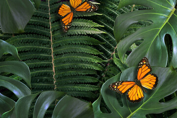 orange monarch butterflies on tropical leaves in the forest. exotic tropical leaves and butterflies background. fern and monstera