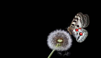 bright apollo butterfly on white fluffy dandelion in water drops isolated on black. copy space