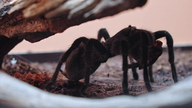 Curious profile view of tarantula with prey in its mouth spinning silk