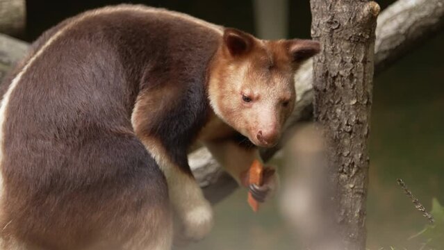 Close up of Goodfellows Tree Kangaroo female eating a carrot stick