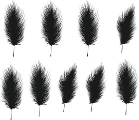 Black silhouette of feathers