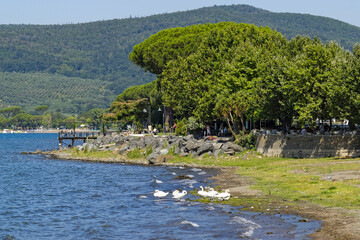 Groupe de cygnes sur les rives d'un lac
