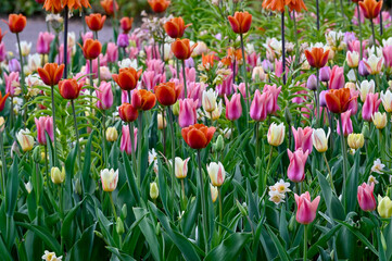 Flowerbed with colorful tulips and other flowers