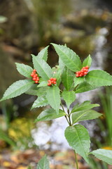 赤い実をつけた植物