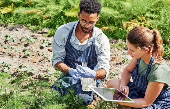 Farmer, team and plant analysis on tablet for agriculture science, produce control and monitor vegetables, agro or farm. Sustainability, people and measure quality of environment on technology
