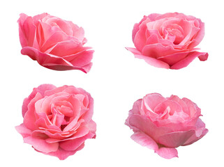 Set of pink rose flower isolated on a white background with clipping path. Full Depth of field. Focus stacking. PNG