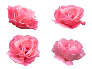 Set of pink rose flower isolated on a white background with clipping path. Full Depth of field. Focus stacking. PNG