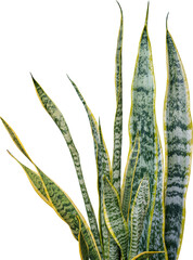 Snake plant (Sansevieria trifasciata)