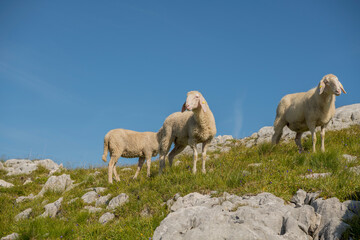 Obraz na płótnie Canvas Picture of a group of white sheep standing in the grass on an alpine meadow with rocks and blue sky during summer on Krippenstein mountain in Austria.