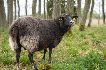 Portrait of a sheep standing in a field. Landscape caretaker. West Estonian Archipelago Biosphere Reserve.