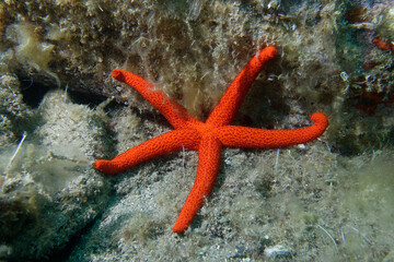 Mediterranean red sea star (Echinaster sepositus)