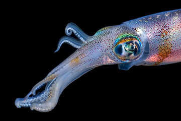 Amazing underwater world. Sepioteuthis lessoniana - Bigfin Reef Squid. Squids in the night. Black Water Diving. Underwater photography. Tulamben, Bali, Indonesia.