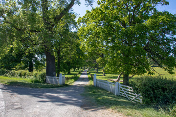 Summertime oak tree down the country lane.