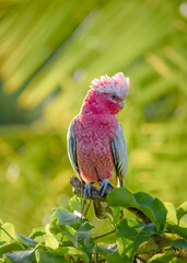 A Galah, a pink Australian parrot, perched and looking around for food.
