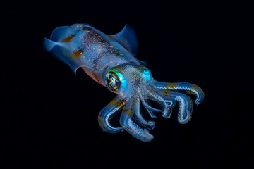 Amazing underwater world. Sepioteuthis lessoniana - Bigfin Reef Squid. Squids in the night. Black Water Diving. Underwater photography. Tulamben, Bali, Indonesia.