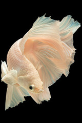 The white betta fish elegantly navigates the darkness of the black background its movements...
