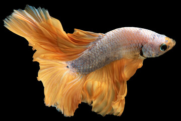 Amidst the darkness of the black background the white betta fish with a light golden tail radiates...