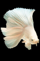 The white betta fish appears to effortlessly float through the depths of the black background its pristine white color radiating purity and serenity.