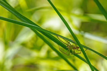 Spider climbing on a blade of grass