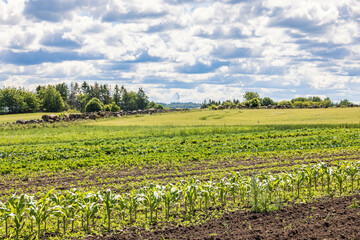 Fototapeta na wymiar Vegetable growing on a field in the countryside
