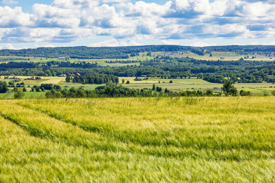 Rural landscape view at a valley by a field with crops
