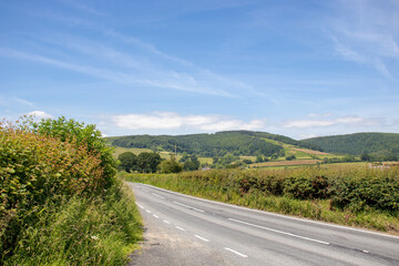Naklejka premium Summertime oak tree down the country lane.