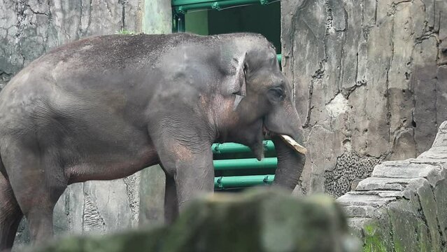 This is photo of Sumatran elephant (Elephas maximus sumatranus) in the Wildlife Park or Zoo.