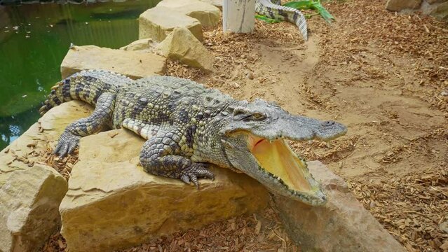 Crocodile laying in the midday sun around with his mouth open as a way to avoid overheating.