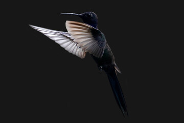 hummingbird flight 