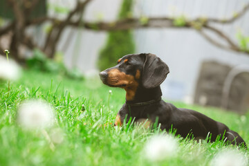 A cute dachshund in a  lush spring garden