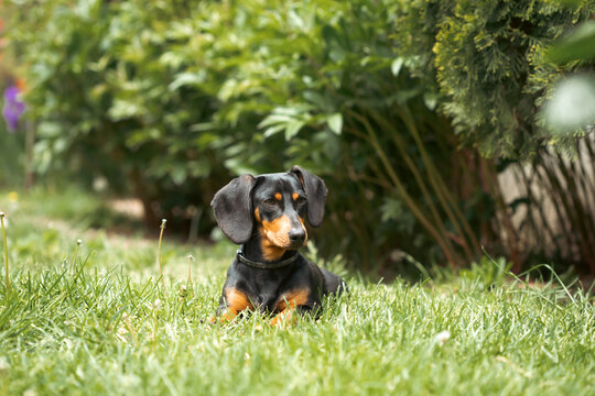 A cute dachshund in a  lush spring garden