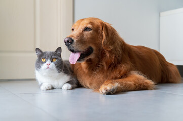 British shorthair cat and golden retriever lying on the floor