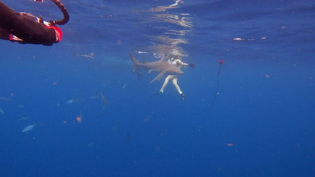 Shark investigates snorkler at surface of ocean - wide shot