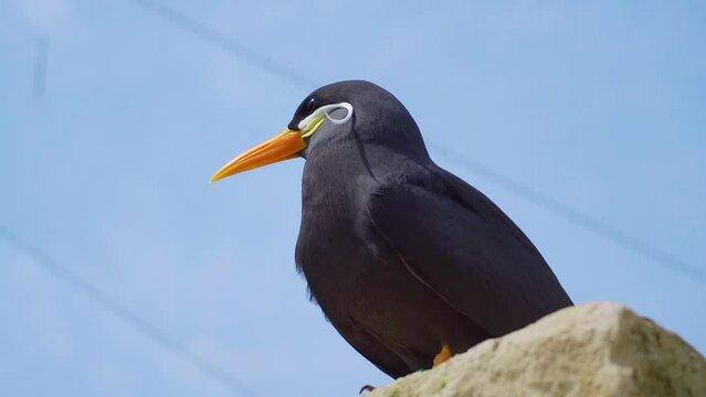 Close up footage of the endangered, Peruvian, Inca Tern. A beautiful bird with a white mustache.