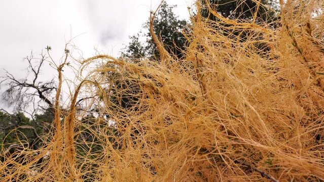 Dodder or cuscuta is a parasitic plant. She does not have leaves and roots and lives on plants and feeds on their juices.
