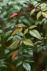 Leaves of nandina in the spring.
