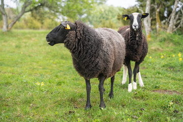 Sheeps standing in a field. Landscape caretaker. West Estonian Archipelago Biosphere Reserve.