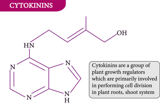 vector illustration of cytokinin Structure .