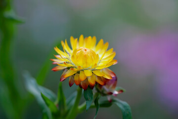 Many colorful Straw flowers are planted lined up beautifully.