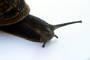 Snail