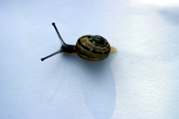 Snail
