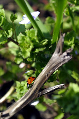 Ladybird - coccinella septempunctata on a plant