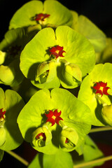 Obraz premium Close-up view of inflorescence of Euphorbia martini