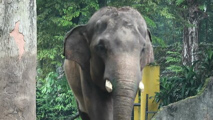 This is photo of Sumatran elephant (Elephas maximus sumatranus) in the Wildlife Park or Zoo.