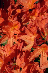 Azalea flower - close-up view of the petals